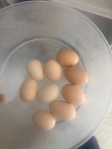 Telur Ayam Kampung Asli