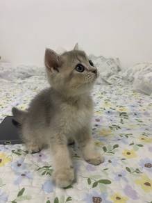 Kucing BSH silver