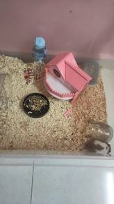 Hamster comel