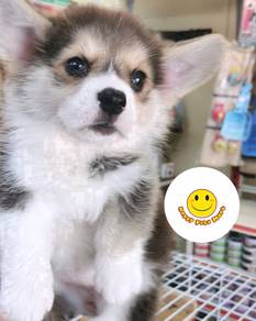 HV3_W1333 Welsh Corgi black brown white haired pup