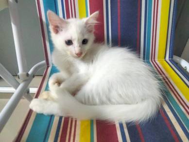 Kucing Putih (Mata Kuning)