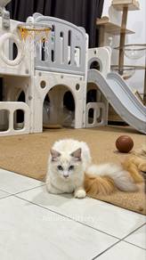 Ragdoll
