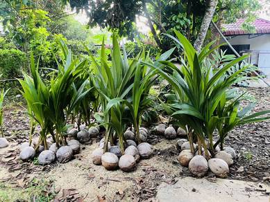 Kelapa SGG Perlis