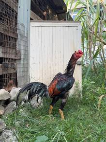 ayam oshamo jtn