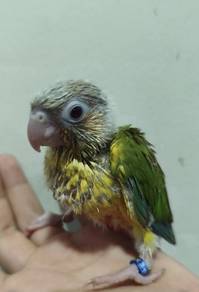 Burung Green Cheek Pineapple