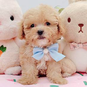 Poodle