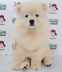 Chow Chow