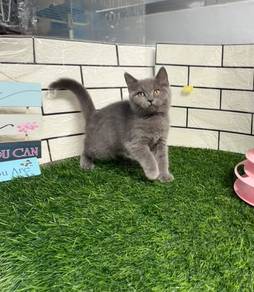 Kucjng BSH blue