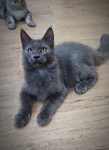 Purebreed Mainecoon Kitten 