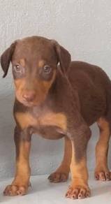 Doberman 