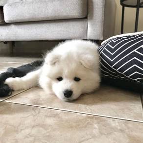 Jumpy Samoyed Adorble Little Snow White Puppy Pupp