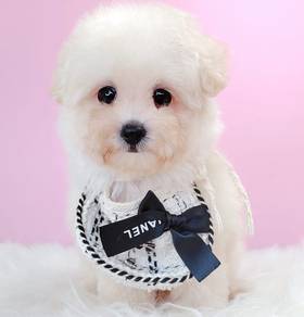 Poochon