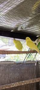 Budgie 