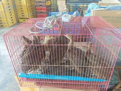 Burung Merak