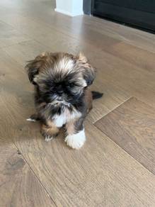Winsome shih tzu cute long hair toy breed with lon