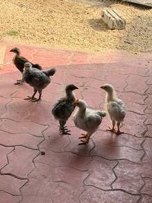 ligh sussex , blue australorp