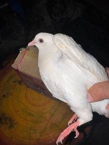 burung merpati ubat