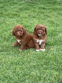 Toy poodle puppies