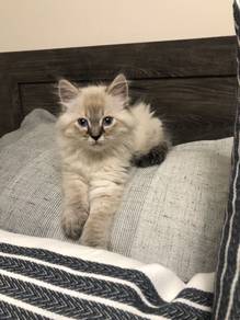 Mix Ragdoll Persian Kitten