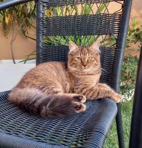 Female Maine Coon Munchkin