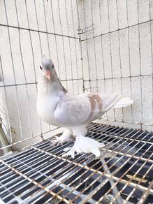 burung merpati Lahore Betina 