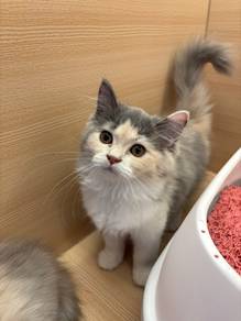 Calico British Long Hair