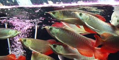 arowana chili red 6 inch-wholesale price