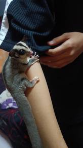 sugar glider whiteface