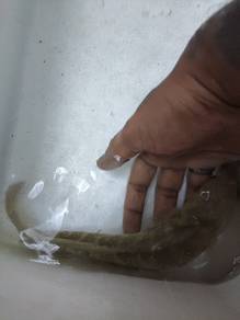 Channa asiatica
