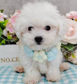 Bichon
