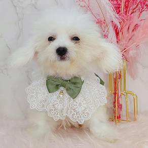 Bichon frise