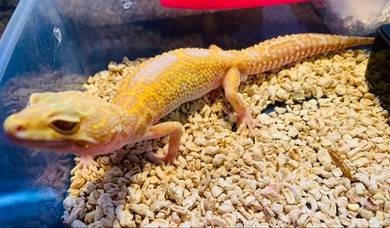 Leopard Gecko
