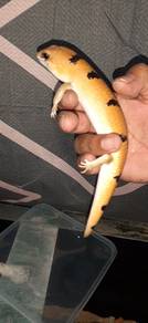 peters's Banded skink