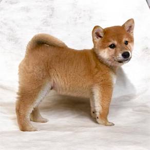 Shiba inu mka and chip MALE