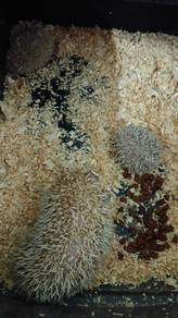 hedgehog 3 ekor 