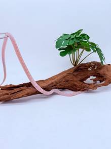 Corn Snake （Juvie）