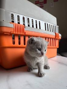 scottish lilac kitten