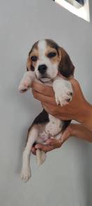 beagle,, 