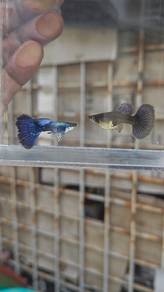 ikan guppy 