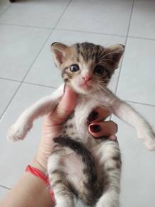 bsh mix kitten 