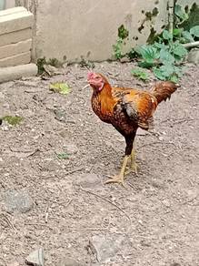 Ayam sabung