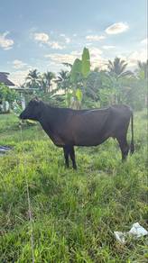 lembu betina