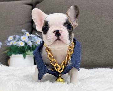 FRENCH BULLDOG PUPPIES VIP270🌻Cute & Healthy Girl