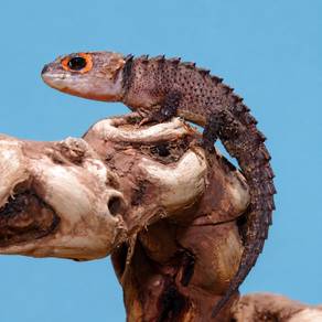 Crocodile Skink