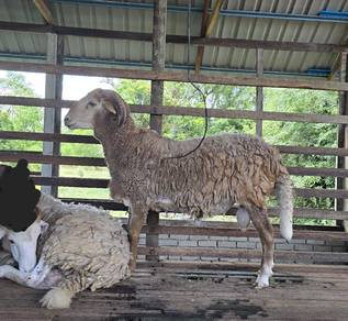Biri2 damara ( kibas )