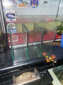 aquarium kecik (betta fish)