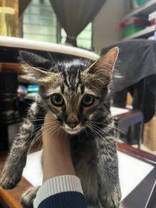 Kucing untuk dibela