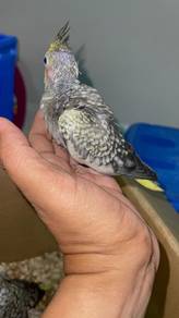 Anak Suap Cockatiel
