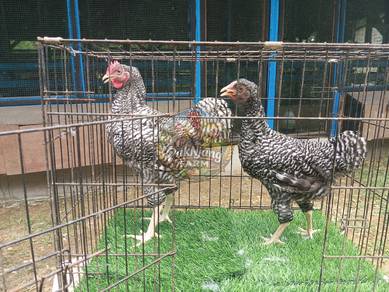 Ayam Barred Plymouth rock (BPR)