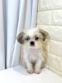 J0234 Shih Tzu Cute Flat Face Big Eyes Puppy